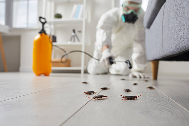 Post-Treatment Bed Bug Interceptor Monitoring in Willmar